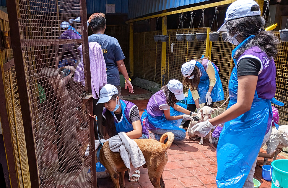 Dog Grooming and Shelter Disinfection